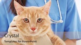  Presentation with pharmacy clinic - Audience pleasing PPT layouts consisting of red tabby cat in vet backdrop and a coral colored foreground