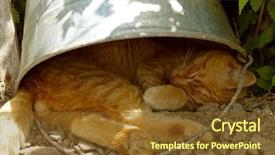  Presentation with red earedr turtle sunning - PPT theme featuring red tabby cat resting under the bucket in very hot summer day background and a tawny brown colored foreground