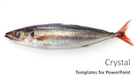  Presentation with white horse - Presentation design enhanced with red-tail-horse-mackerel-isolated background and a white colored foreground