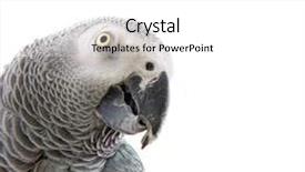  Presentation with red grey - Slide set with red-tailed african grey parrot with copy space background and a white colored foreground