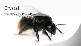  Presentation with bumblebee - Presentation enhanced with red-tailed bumblebee bombus lapidarius background and a white colored foreground