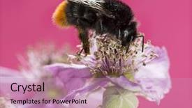  Presentation with bumblebee - Amazing slide set having red-tailed bumblebee bombus lapidarius backdrop and a coral colored foreground