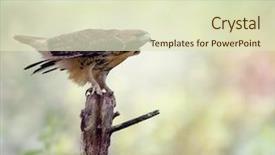  Presentation with hawk - Theme featuring red-tailed hawk buteo jamaicensis background and a soft green colored foreground