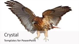  Presentation with hawk - Slide set having red-tailed hawk buteo jamaicensis background and a white colored foreground