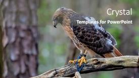  Presentation with america canada - Slide set having red-tailed-hawk-buteo-jamaicensis background and a gray colored foreground