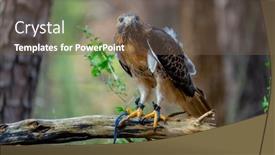  Presentation with america canada - PPT theme enhanced with red-tailed-hawk-buteo-jamaicensis background and a violet colored foreground
