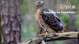  Presentation with america canada - Theme enhanced with red-tailed-hawk-buteo-jamaicensis background and a gray colored foreground