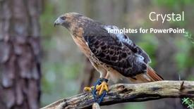  Presentation with america canada - Theme featuring red-tailed-hawk-buteo-jamaicensis background and a gray colored foreground