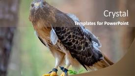  Presentation with america canada - PPT theme having red-tailed-hawk-buteo-jamaicensis background and a gray colored foreground