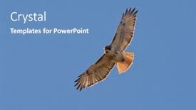  Presentation with red flight - Presentation theme enhanced with red-tailed-hawk-in-flight background and a  colored foreground