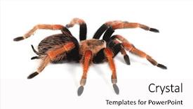  Presentation with currant black white and red - Presentation theme featuring red tarantula on white background background and a  colored foreground