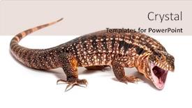  Presentation with mouth - PPT theme enhanced with red-tegu-mouth-open background and a coral colored foreground