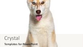  Presentation with husky - Theme having red-three-months-old-puppy background and a lemonade colored foreground