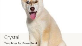  Presentation with husky - Theme enhanced with red-three-months-old-puppy background and a lemonade colored foreground