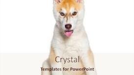  Presentation with husky - Slide set having red-three-months-old-puppy background and a lemonade colored foreground