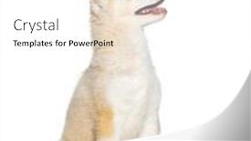  Presentation with husky - PPT theme having red-three-months-old-puppy background and a white colored foreground