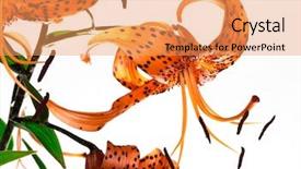  Presentation with lily - Amazing presentation theme having red tiger lily isolated on white background backdrop and a coral colored foreground