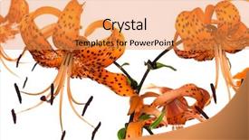  Presentation with lily - Slide deck featuring red tiger lily isolated on white background background and a gold colored foreground