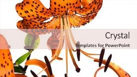  Presentation with lily - PPT layouts having red tiger lily isolated on white background background and a lemonade colored foreground