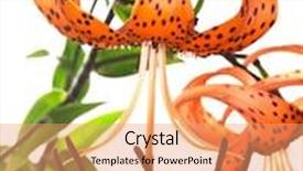  Presentation with lily - Amazing PPT layouts having red tiger lily isolated on white background backdrop and a coral colored foreground