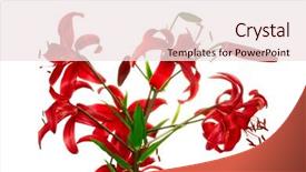  Presentation with lily - Slide deck featuring red tiger lily isolated on white background background and a sky blue colored foreground