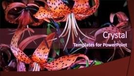  Presentation with dark green and red - Slides enhanced with red tiger lily on dark background and a tawny brown colored foreground