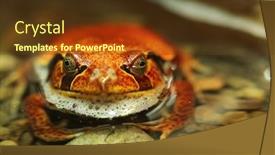  Presentation with frog - Slide deck with red-tomato-frog-dyscophus-guineti background and a tawny brown colored foreground
