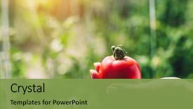  Presentation with tomato ketchup single red - Beautiful slides featuring red tomato held by woman' backdrop and a seafoam green colored foreground
