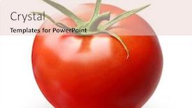  Presentation with tomato - PPT theme enhanced with red-tomato-isolated-on-white background and a lemonade colored foreground