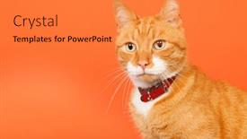  Presentation with orange - Colorful presentation theme enhanced with red-tomcat-holding-in-arms backdrop and a gold colored foreground