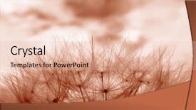  Presentation with dandelion - Presentation enhanced with red toned image of dandelion clock in meadow background and a lemonade colored foreground