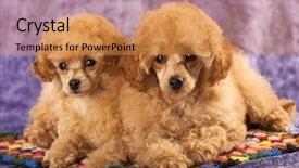  Presentation with poodle - Theme with red toy poodle puppies background and a gold colored foreground