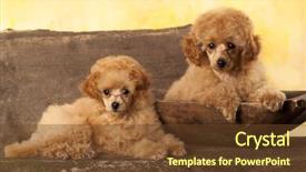  Presentation with poodle - PPT layouts having red toy poodle puppy background and a tawny brown colored foreground