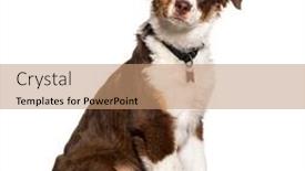  Presentation with medal - Slides having red-tricolor-australian-shepherd-wearing background and a coral colored foreground