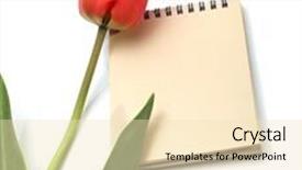  Presentation with tulip - Colorful presentation theme enhanced with red-tulip-and-notepad backdrop and a lemonade colored foreground