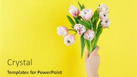  Presentation with tulip - Cool new presentation with red-tulip-bouquet-on-yellow backdrop and a yellow colored foreground