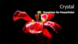  Presentation with tulip - 