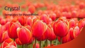  Presentation with red gold green field - Beautiful presentation theme featuring red tulip field in netherlands backdrop and a coral colored foreground