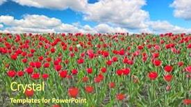 Presentation with blue tulip - Slides consisting of red tulip field under blue sky with clouds background and a tawny brown colored foreground