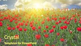  Presentation with blue tulip - Colorful slide deck enhanced with red tulip field under blue sky with clouds backdrop and a tawny brown colored foreground