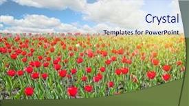  Presentation with blue tulip - Presentation design enhanced with red tulip field under blue sky with clouds background and a sky blue colored foreground