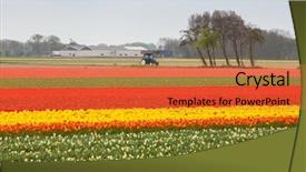  Presentation with tulip - PPT theme with red tulip field in the netherlands background and a gold colored foreground
