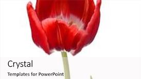  Presentation with tulip - Beautiful presentation design featuring red tulip flower head isolated backdrop and a white colored foreground