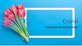  Presentation with blue tulip - PPT theme consisting of red-tulip-flowers-bouquet-over background and a cyan colored foreground