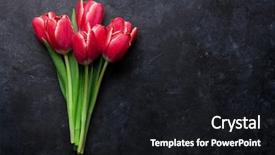  Presentation with thank - PPT theme consisting of red tulip flowers bouquet background and a black colored foreground