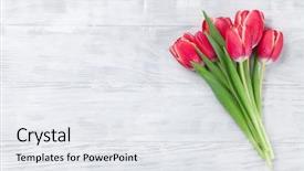  Presentation with thank - Colorful presentation enhanced with red tulip flowers bouquet backdrop and a  colored foreground