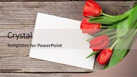  Presentation with valentines day - Colorful PPT layouts enhanced with red tulips and valentines day backdrop and a soft green colored foreground