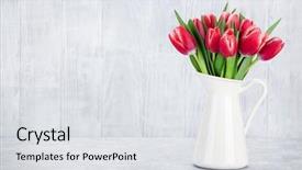  Presentation with tulip - Audience pleasing presentation consisting of red tulips bouquet in front backdrop and a light gray colored foreground