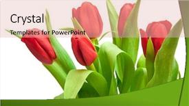  Presentation with red and white festive - PPT theme featuring red tulips isolated on white background and a lemonade colored foreground