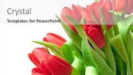  Presentation with tulips - Cool new slide set with red-tulips-isolated-on-white backdrop and a sky blue colored foreground